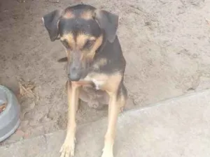 Cachorro raça Indefinida idade 2 anos nome Tomas