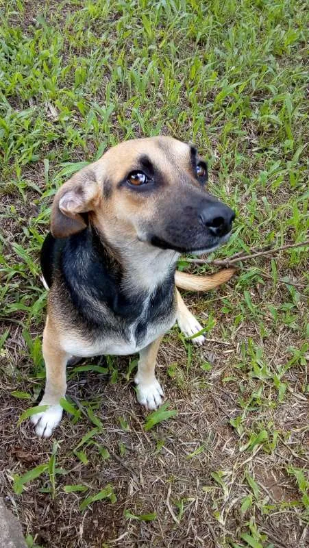 Cachorro ra a SRD idade 1 ano nome Ozzy