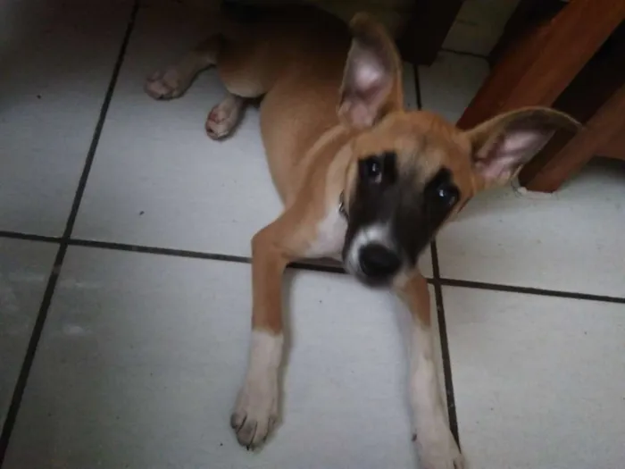 Cachorro ra a  idade 2 a 6 meses nome Aurora