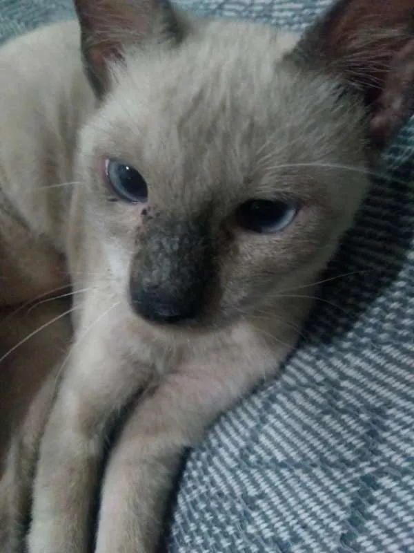 Gato ra a mestiço de siamês idade 2 a 6 meses nome Shinato