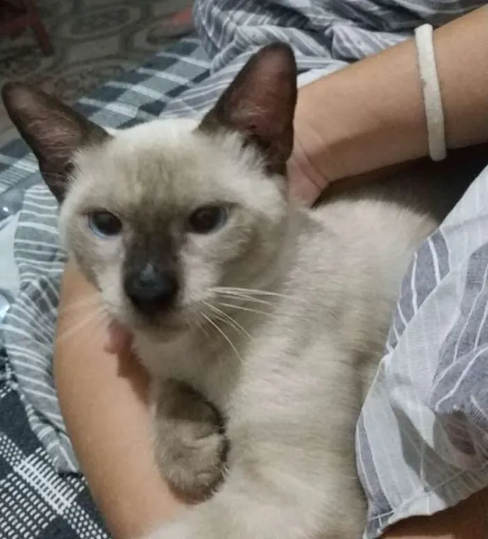 Gato ra a mestiço de siamês idade 2 a 6 meses nome Shinato