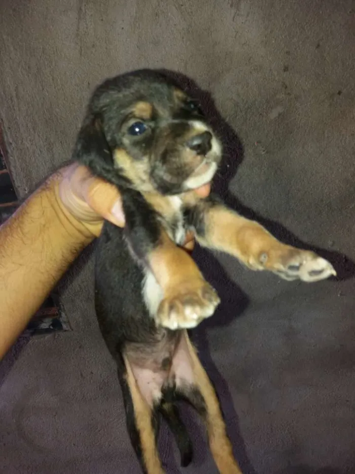 Cachorro raça Vira lata idade Abaixo de 2 meses nome Filhotes
