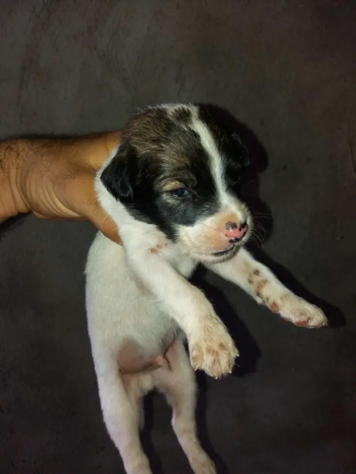 Cachorro raça Vira lata idade Abaixo de 2 meses nome Filhotes