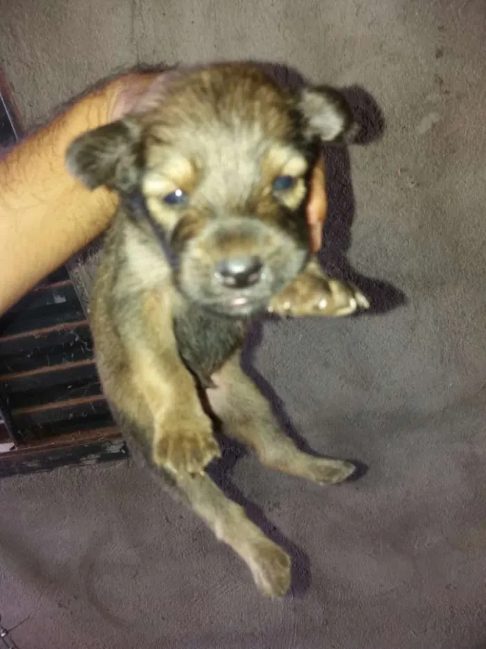 Cachorro raça Vira lata idade Abaixo de 2 meses nome Filhotes