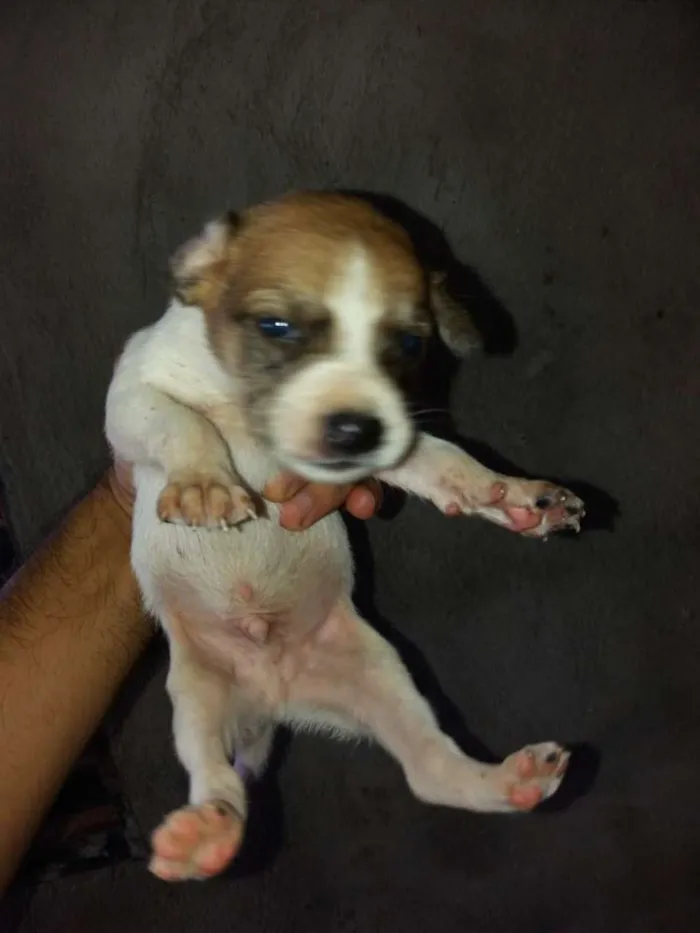 Cachorro raça Vira lata idade Abaixo de 2 meses nome Filhotes