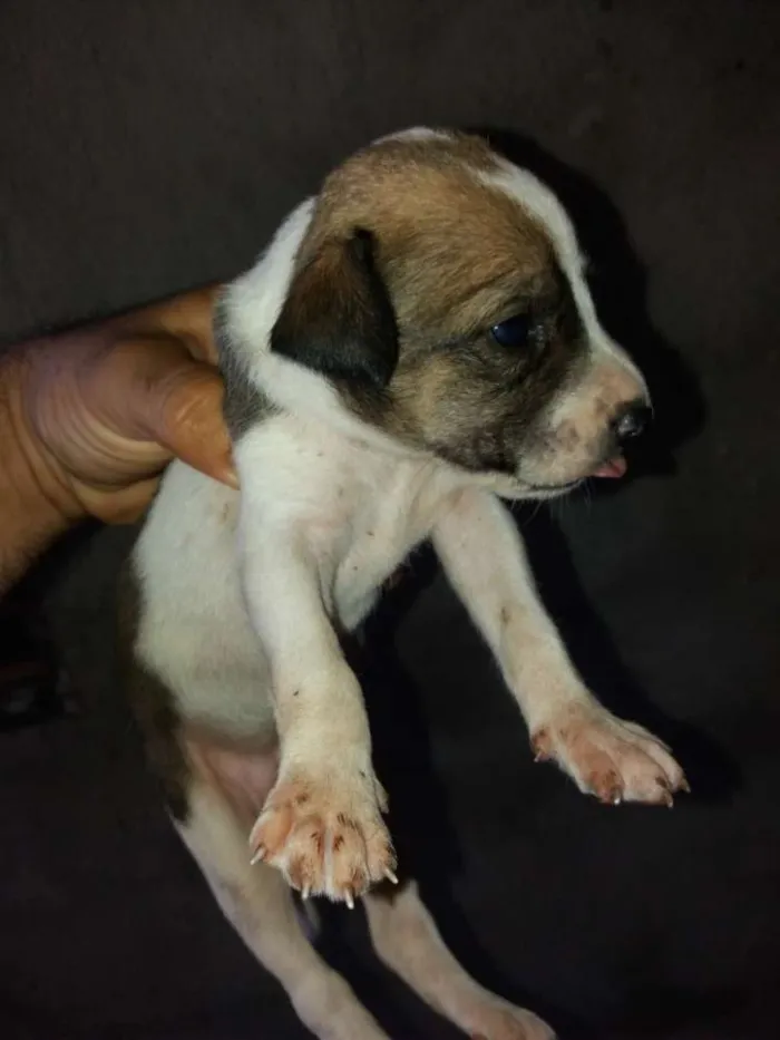 Cachorro raça Vira lata idade Abaixo de 2 meses nome Filhotes