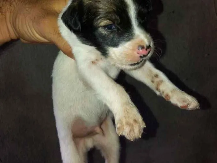 Cachorro raça Vira lata idade Abaixo de 2 meses nome Filhotes