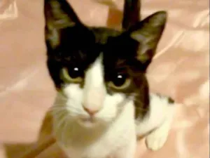 Gato raça SRD idade 2 a 6 meses nome Tapioca