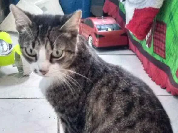 Cachorro raça Sem raça definida idade 5 anos nome Lola, e Liz