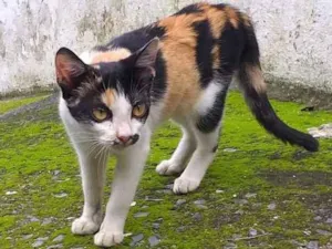 Gato raça SRD idade 2 a 6 meses nome Bebes Tricolor