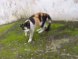 Bebes Tricolor