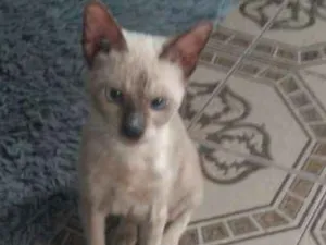 Gato raça mestiço de siamês idade 2 a 6 meses nome Shinato