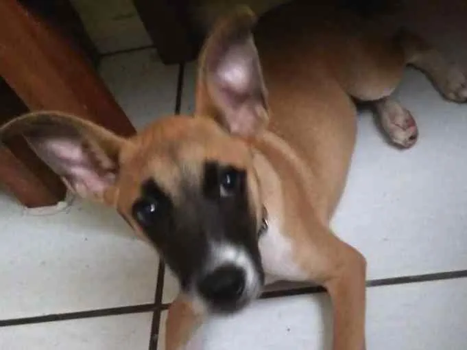Cachorro ra a  idade 2 a 6 meses nome Aurora