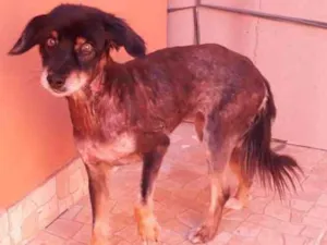 Cachorro raça sem raça definida  idade 6 ou mais anos nome Nina