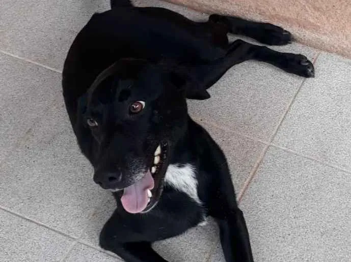 Cachorro ra a SRD idade 7 a 11 meses nome Zorro