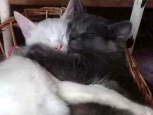 Gato raça Comum pe idade 2 a 6 meses nome Branquinha e Cinzinh