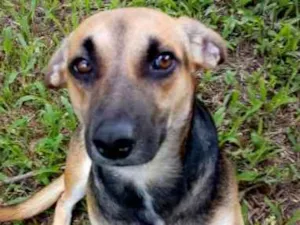 Cachorro raça SRD idade 1 ano nome Ozzy