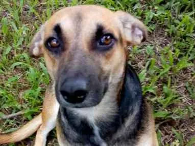 Cachorro ra a SRD idade 1 ano nome Ozzy