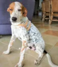 Pirata