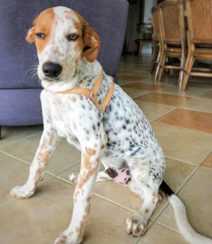 Cachorro ra a srd idade 2 a 6 meses nome Pirata