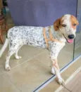 Pirata