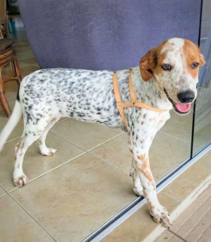 Cachorro ra a srd idade 2 a 6 meses nome Pirata