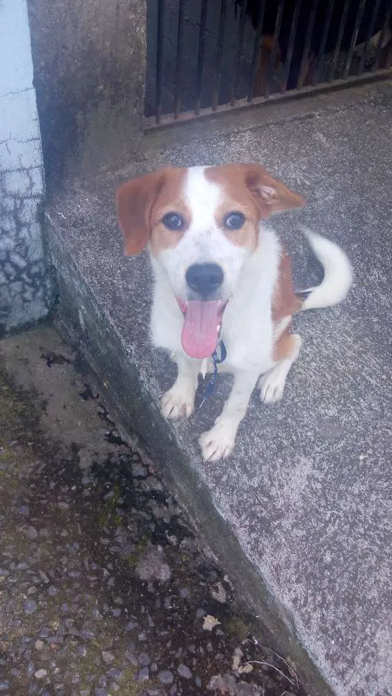 Cachorro raça Não sei  idade 7 a 11 meses nome Scooby