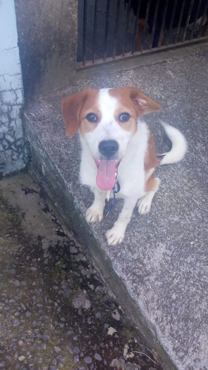Cachorro raça Não sei  idade 7 a 11 meses nome Scooby
