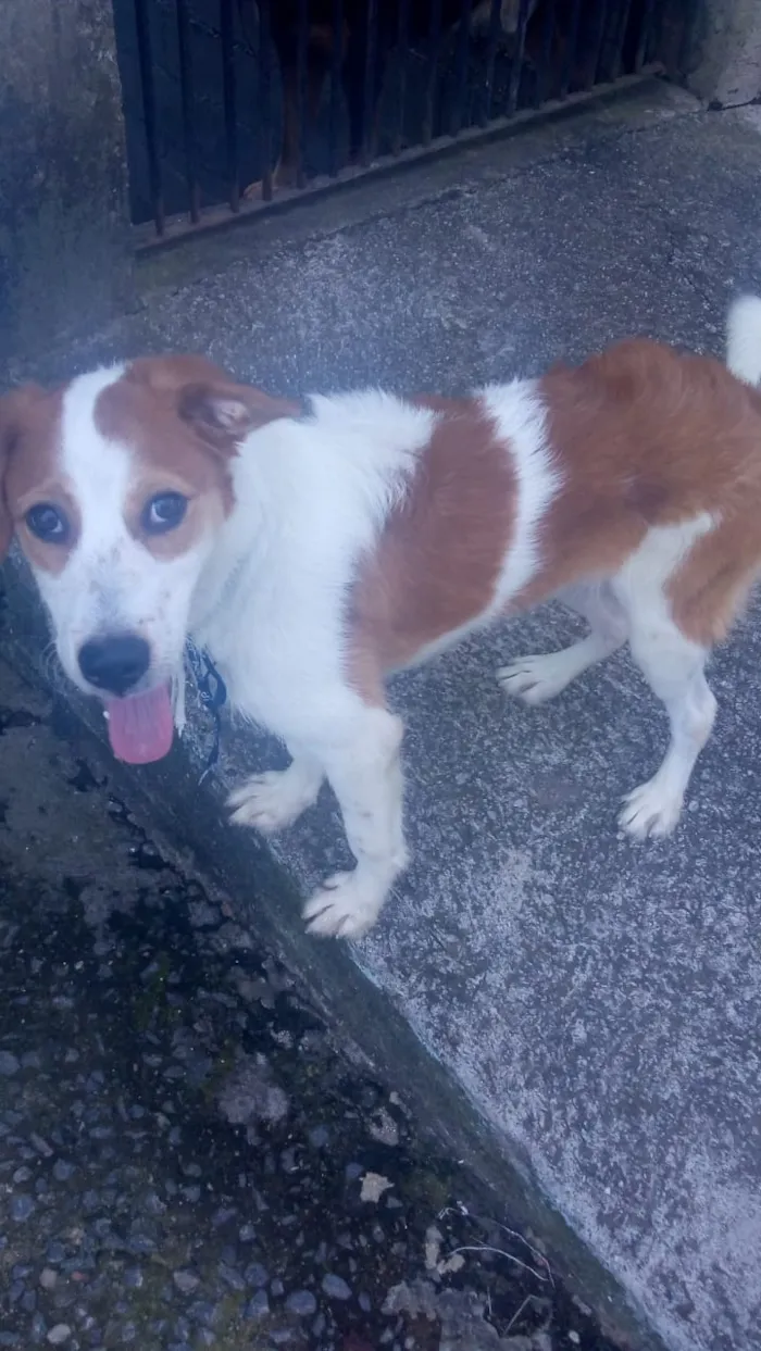 Cachorro raça Não sei  idade 7 a 11 meses nome Scooby