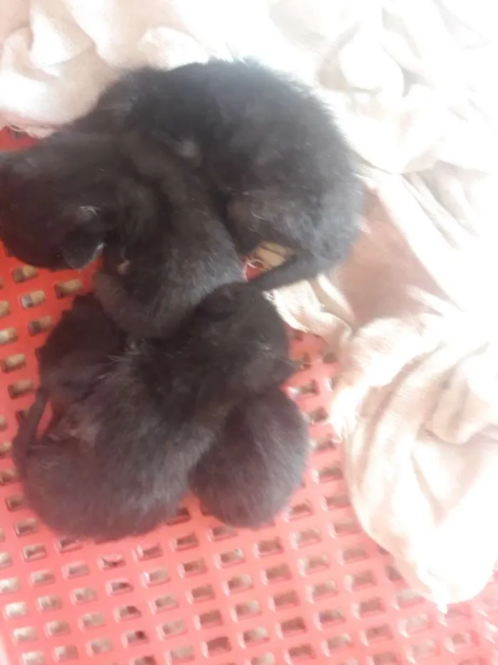 Gato ra a  idade Abaixo de 2 meses nome ?
