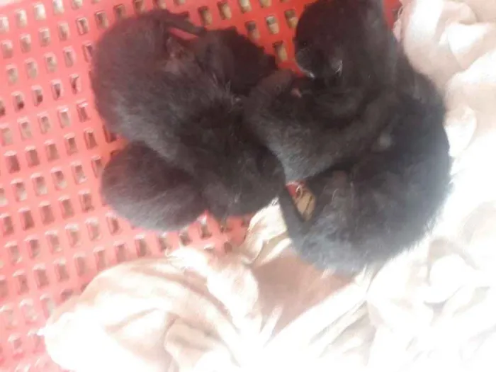 Gato ra a  idade Abaixo de 2 meses nome ?