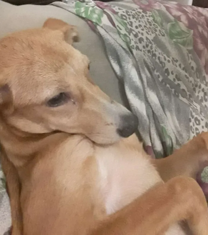 Cachorro ra a Vira lata  idade 7 a 11 meses nome Estrela