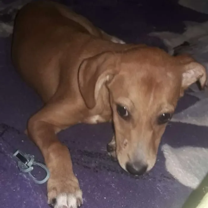 Cachorro ra a Vira lata  idade 7 a 11 meses nome Estrela