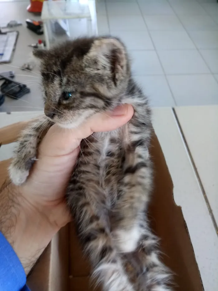 Gato ra a Tigresa idade Abaixo de 2 meses nome Tiger