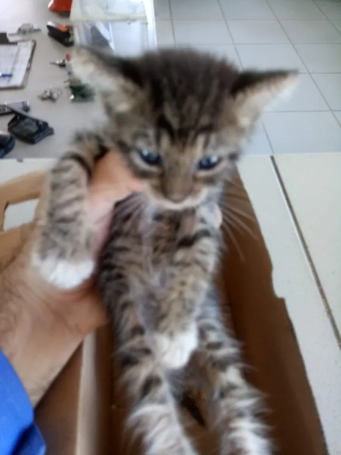 Gato ra a Tigresa idade Abaixo de 2 meses nome Tiger