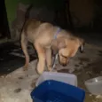 A procura de um lar