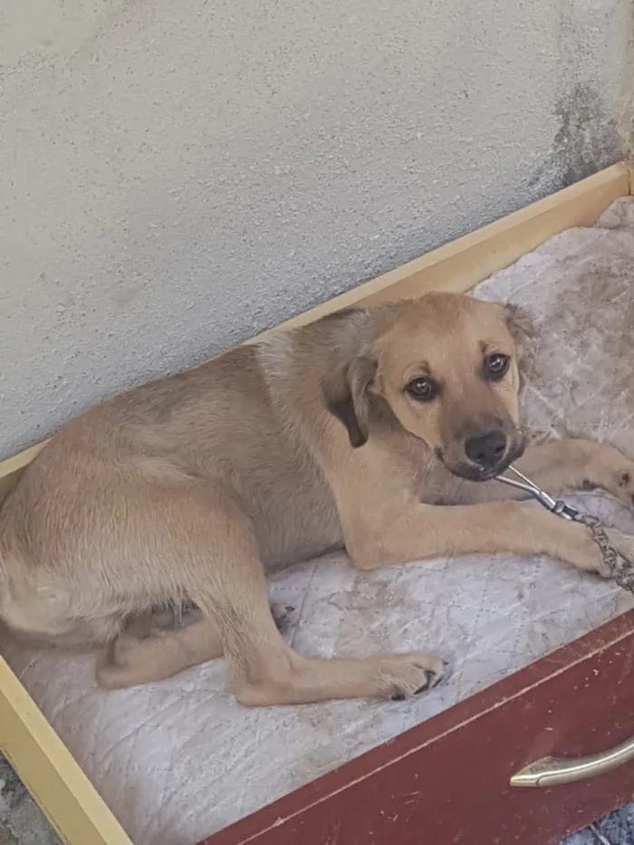 Cachorro ra a Não é de raça idade 2 a 6 meses nome A procura de um lar