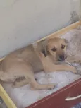 A procura de um lar