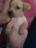 Lua