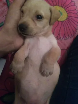 Cachorro raça Labrador misto idade 2 a 6 meses nome Lua