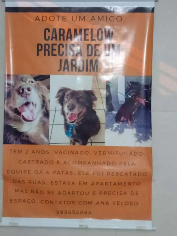 Cachorro ra a SDR idade 2 anos nome Caramelow