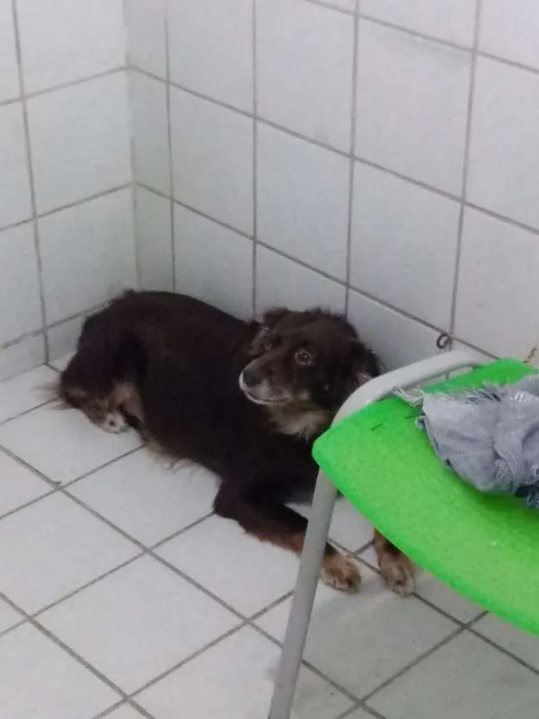 Cachorro ra a SDR idade 2 anos nome Caramelow