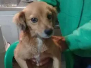 Cachorro raça SRD idade 1 ano nome Princesa