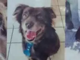 Cachorro raça SDR idade 2 anos nome Caramelow