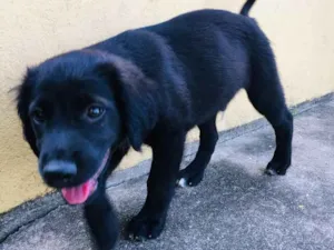 Cachorro raça  idade 2 a 6 meses nome filhote lindo