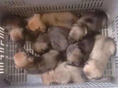 Cachorro raça Indefinidas idade Abaixo de 2 meses nome Sem nomes