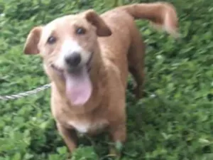 Cachorro raça sem raça definida idade 2 anos nome Caramelo