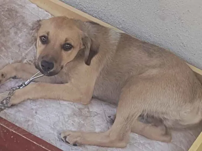 Cachorro ra a Não é de raça idade 2 a 6 meses nome A procura de um lar