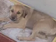 A procura de um lar