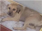 Cachorro raça Não é de raça idade 2 a 6 meses nome A procura de um lar
